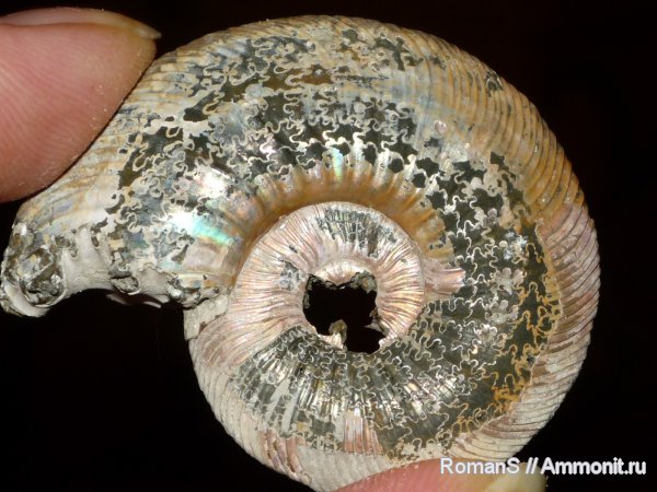 аммониты, Quenstedtoceras, Quenstedtoceras lamberti, Дубки, Саратовская область, Cardioceratidae, Ammonites, лопастные линии, Quenstedtoceratinae