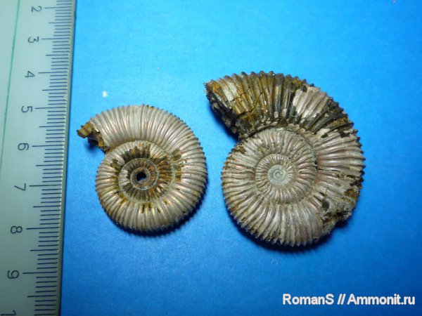 аммониты, Peltoceras, Дубки, Саратовская область, Ammonites, Peltoceratinae, Aspidoceratidae
