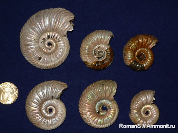 аммониты, Дубки, Vertumniceras, Саратовская область, Ammonites