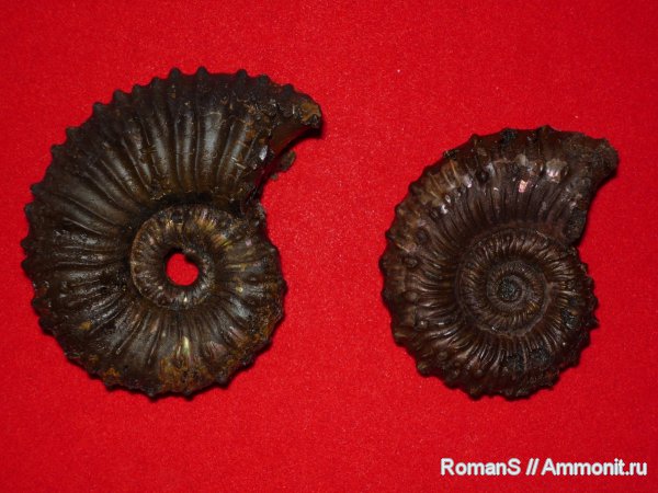 аммониты, Kosmoceras, Дубки, Kosmoceratidae, Саратовская область, Ammonites
