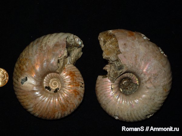 аммониты, Дубки, Eboraciceras, Саратовская область, Ammonites