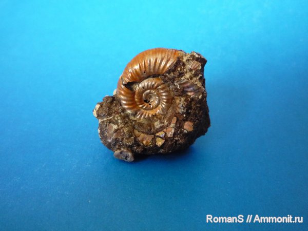 аммониты, Дубки, Саратовская область, Alligaticeras, Ammonites