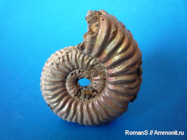 аммониты, Дубки, Vertumniceras, Саратовская область, Vertumniceras angulatum, Cardioceratidae, Ammonites