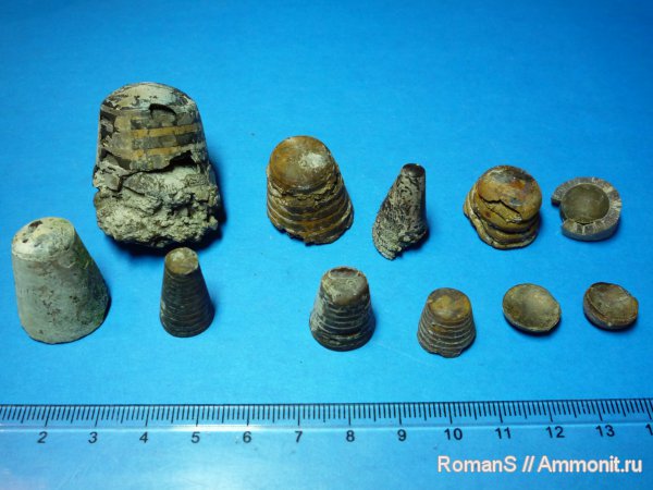 фрагмоконы, Дубки, Саратовская область, Acanthoteuthis, phragmocones