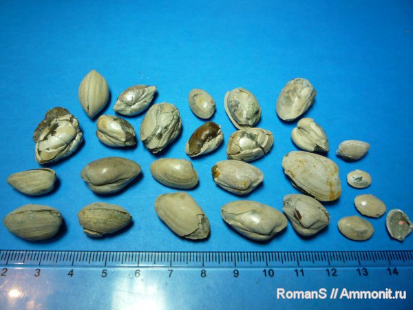 двустворки, Nucula, Дубки, Саратовская область