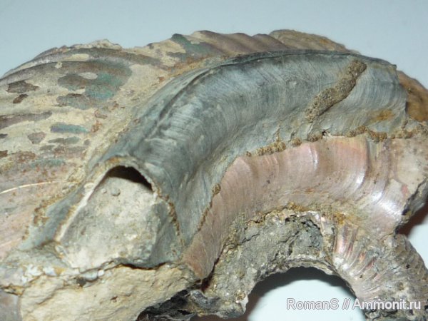 аммониты, серпулы, черви, Serpula, Дубки, Serpulidae, Саратовская область, Ammonites, Propomatoceros, Propomatoceros lumbricalis