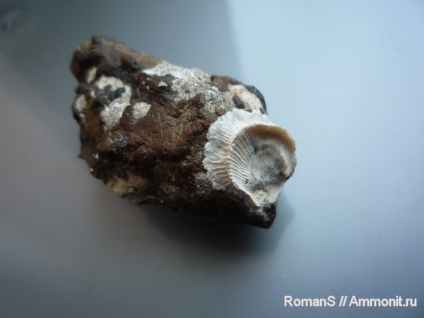 мел, двустворки, двустворчатые моллюски, Саратовская область, Spondylus, Spondylus dutempleanus, Cretaceous