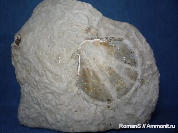 двустворки, Дубки, Саратовская область