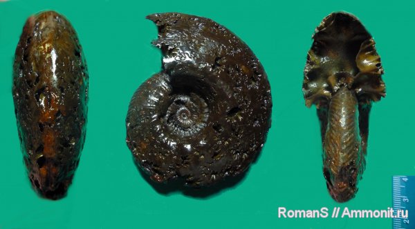 аммониты, юра, Quenstedtoceras, Дубки, Саратовская область, Cardioceratidae, Ammonites, Quenstedtoceratinae, Jurassic