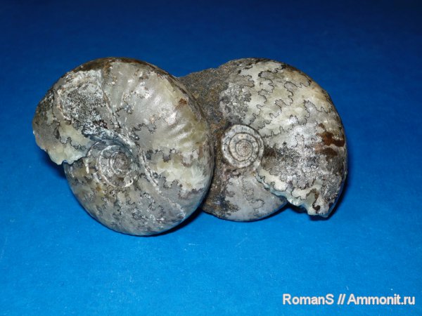 юра, Craspedites, палеоарт, Craspedites nodiger, лопастные линии, Jurassic