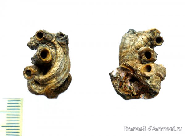 юра, серпулы, черви, Serpula, Дубки, Serpulidae, Саратовская область, Mucroserpula, Mucroserpula tricarinata, Jurassic