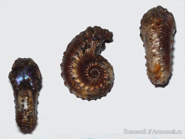 аммониты, юра, Kosmoceras, Дубки, прижизненные повреждения, Kosmoceratidae, Саратовская область, Ammonites, Kosmoceras spinosum, ammonoid sublethal injuries, Jurassic