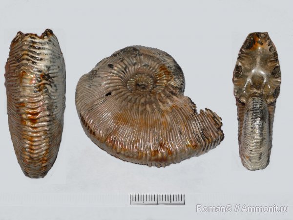 юра, Kosmoceras, прижизненные повреждения, Kosmoceras phaeinum, Jurassic