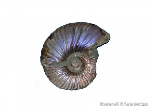 Deshayesites, Саратовская область