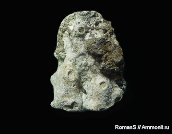 мел, губки, Саратовская область, Coeloptychium, Cretaceous