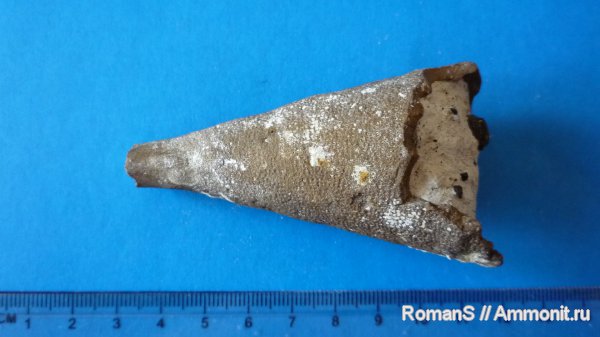 мел, губки, Саратовская область, Coscinopora infundibuliformis, Coscinopora, Cretaceous