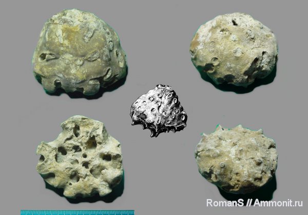 мел, губки, Саратовская область, Etheridgea, Cretaceous