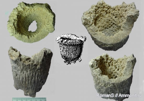 мел, губки, Саратовская область, Orthodiscus, Cretaceous, Orthodiscus pedester