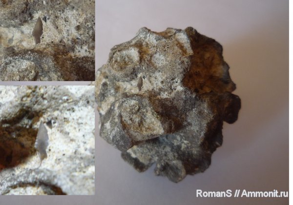 мел, губки, рыбы, зубы, акулы, Саратовская область, Plocoscyphia, Anacoracidae, Cretaceous, fish, teeth, sharks