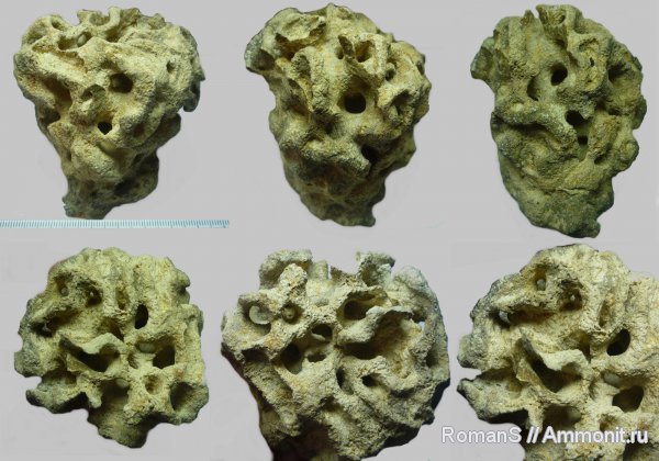 мел, губки, Саратовская область, Plocoscyphia, Cretaceous