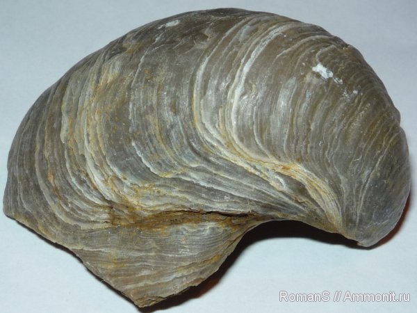 юра, двустворчатые моллюски, грифеи, Gryphaea, Jurassic