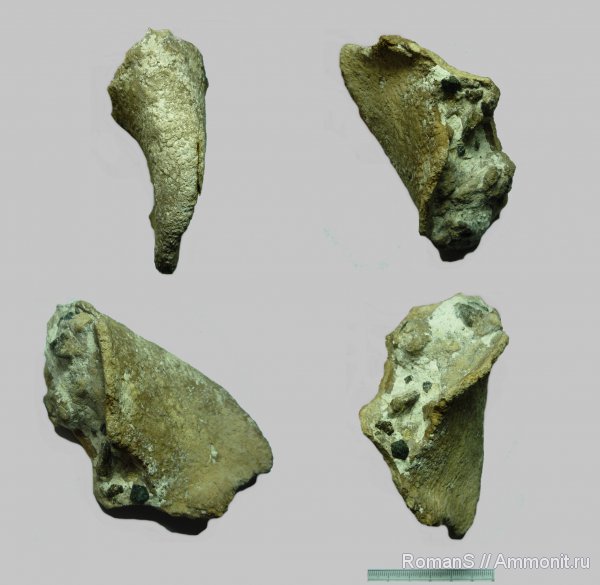 мел, губки, Саратовская область, Sestrocladia, Cretaceous