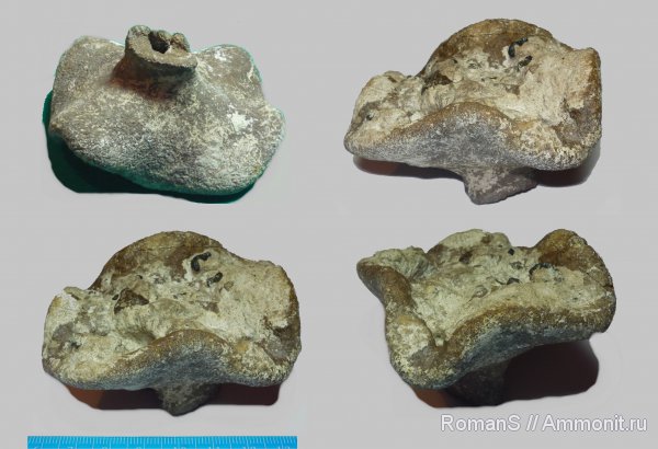 мел, губки, Саратовская область, Demospongia, Cretaceous