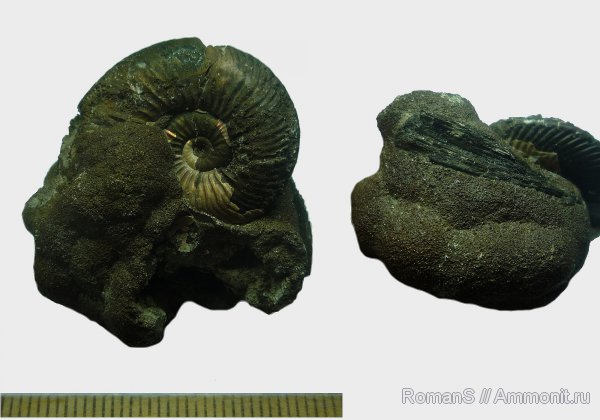 аммониты, юра, Quenstedtoceras, Quenstedtoceras lamberti, Дубки, Саратовская область, Cardioceratidae, Ammonites, Jurassic
