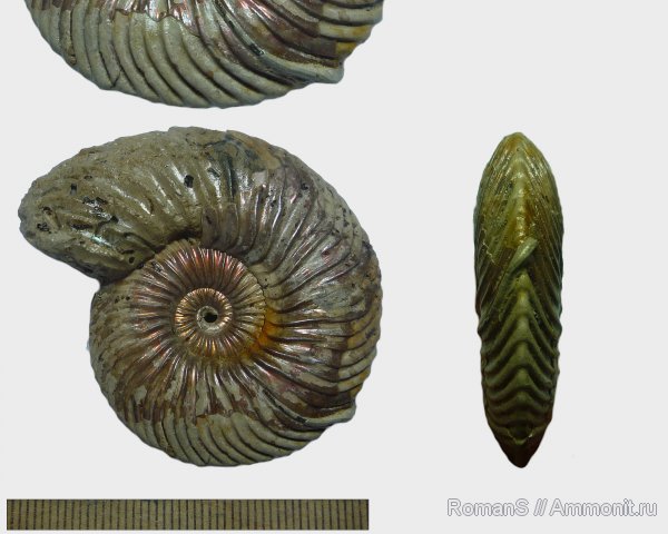 аммониты, юра, серпулы, Serpula, Quenstedtoceras, Quenstedtoceras lamberti, Дубки, Serpulidae, Саратовская область, Cardioceratidae, Ammonites, Quenstedtoceratinae, Propomatoceros, Propomatoceros barskovi, Jurassic