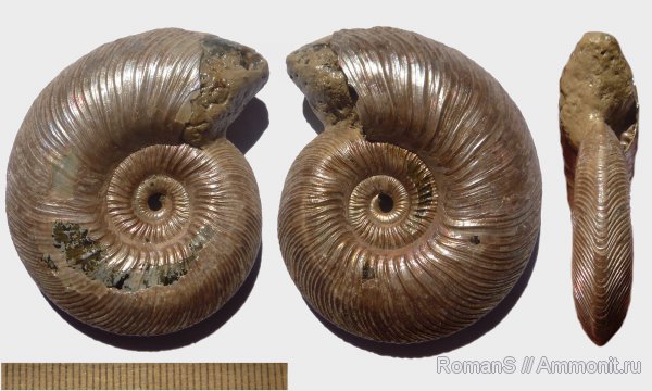 аммониты, Quenstedtoceras, Дубки, Саратовская область, Cardioceratidae, Ammonites, Quenstedtoceratinae