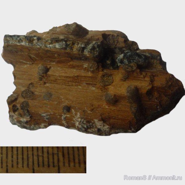 мел, окаменевшее дерево, древоточцы, Саратовская область, Teredolites, Cretaceous