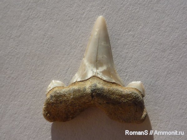 мел, зубы, акулы, Cretalamna, зубы акул, Cretalamna appendiculata, Саратовская область, Cretaceous, teeth, shark teeth, sharks