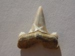 Зуб акулы.Cretalamna appendiculata