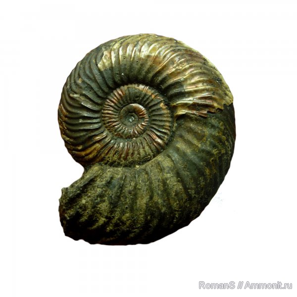 аммониты, юра, Quenstedtoceras, Quenstedtoceras lamberti, Дубки, Саратовская область, Cardioceratidae, Ammonites, Jurassic