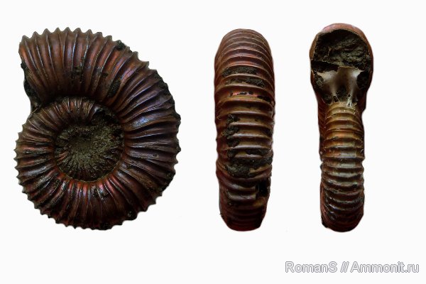 аммониты, юра, Peltoceras, Дубки, Саратовская область, Peltoceras arduennense, Ammonites, Peltoceratinae, Aspidoceratidae, Jurassic