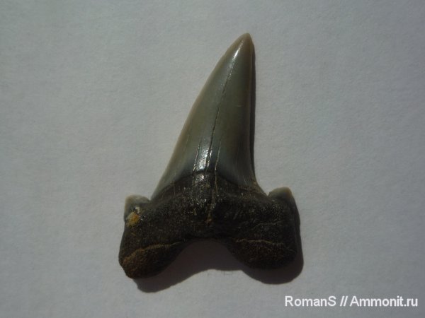 зубы, зубы акул, Cretoxyrhina, Саратовская область, teeth, shark teeth