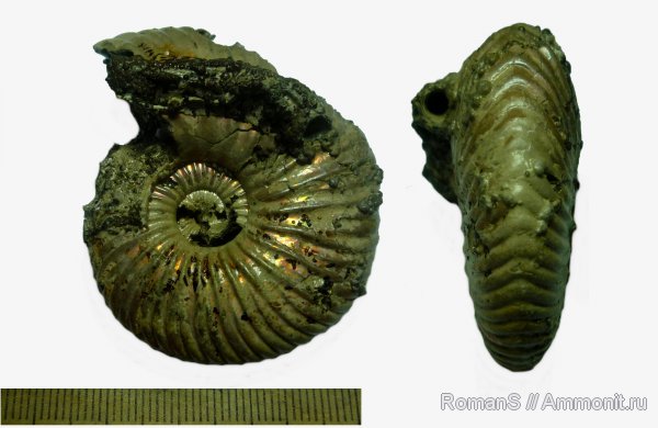 аммониты, юра, серпулы, Serpula, Quenstedtoceras, Дубки, Serpulidae, Саратовская область, Ammonites, Jurassic