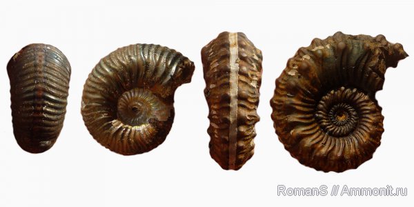 аммониты, юра, Kosmoceras, Дубки, Eboraciceras, Kosmoceratidae, Саратовская область, Ammonites, отпечатки мускулов, Kosmoceras spinosum, Jurassic
