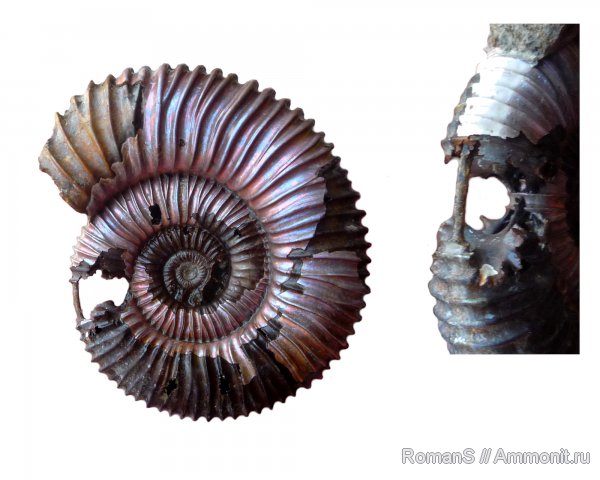 аммониты, юра, Peltoceras, сифон, Дубки, Саратовская область, Peltoceras arduennense, Ammonites, Peltoceratinae, Aspidoceratidae, Jurassic