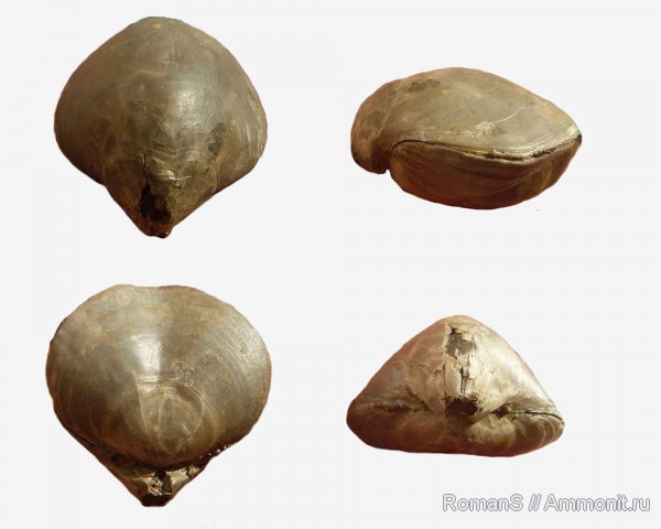 брахиоподы, юра, Дубки, Саратовская область, Terebratulida, Aulacothyris, Jurassic