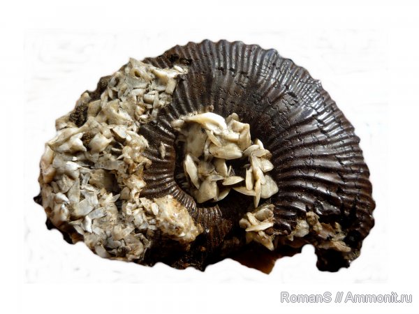 аммониты, юра, Kosmoceras, Дубки, Kosmoceratidae, Саратовская область, Ammonites, Kosmoceras duncani, Jurassic