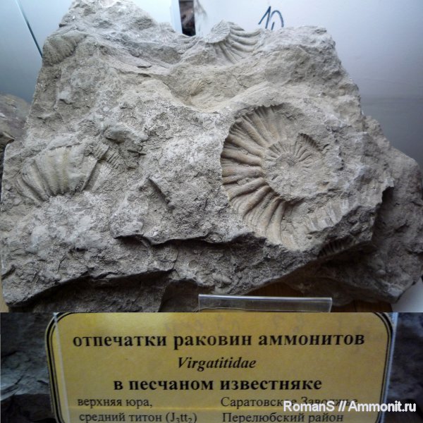 аммониты, Virgatites, Ammonites, Музей СГУ
