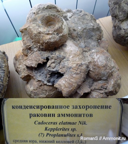 аммониты, Cadoceras, Kepplerites, Ammonites, Музей СГУ