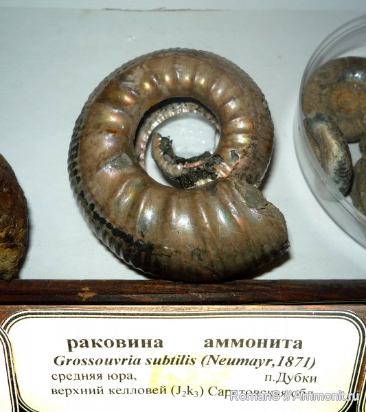 аммониты, юра, Дубки, Саратовская область, Ammonites, Wrinkle layer, Grossouvria, Grossouvria subtilis, Музей СГУ, Jurassic