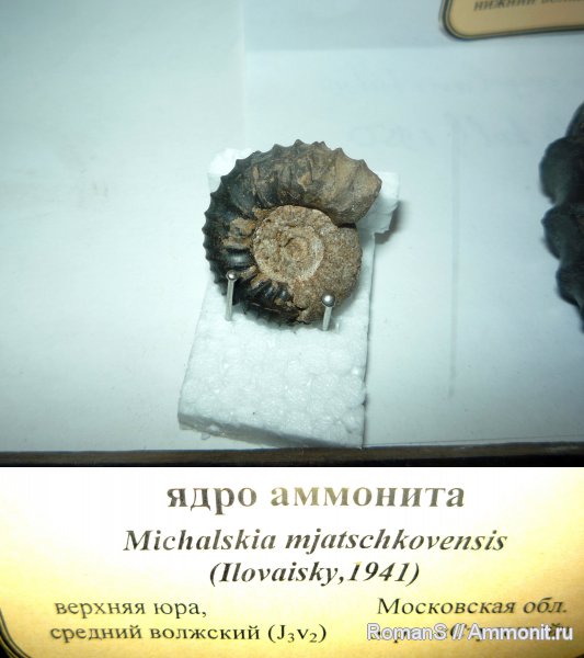 аммониты, юра, Ammonites, Michalskia miatschkoviensis, Michalskia, Музей СГУ, Jurassic