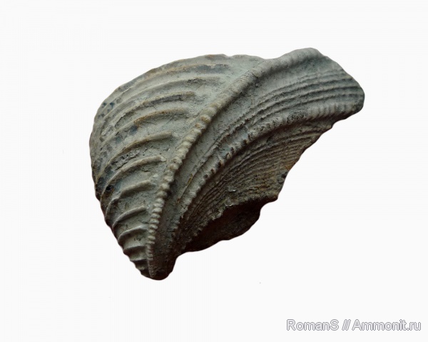 Trigonia, Дубки, Саратовская область, тригонии