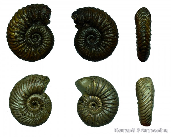 аммониты, юра, Дубки, прижизненные повреждения, Vertumniceras, Саратовская область, Cardioceratidae, Ammonites, ammonoid sublethal injuries, Jurassic