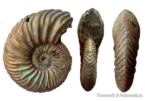 аммониты, юра, Quenstedtoceras, Дубки, Quenstedtoceras praelamberti, Саратовская область, Cardioceratidae, Ammonites, Jurassic