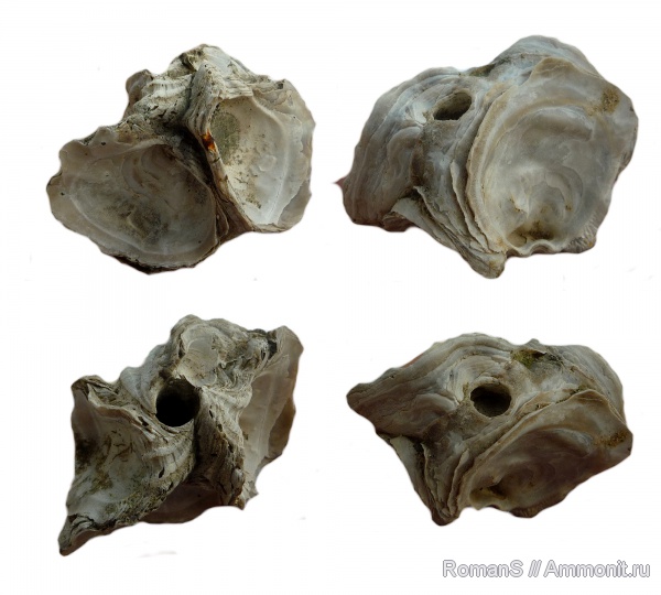 мел, двустворчатые моллюски, Саратовская область, Cretaceous