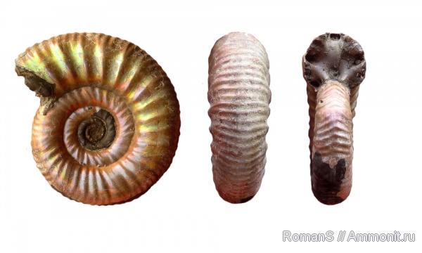 аммониты, юра, Choffatia, Дубки, Perisphinctidae, Саратовская область, Ammonites, Grossouvria, Jurassic